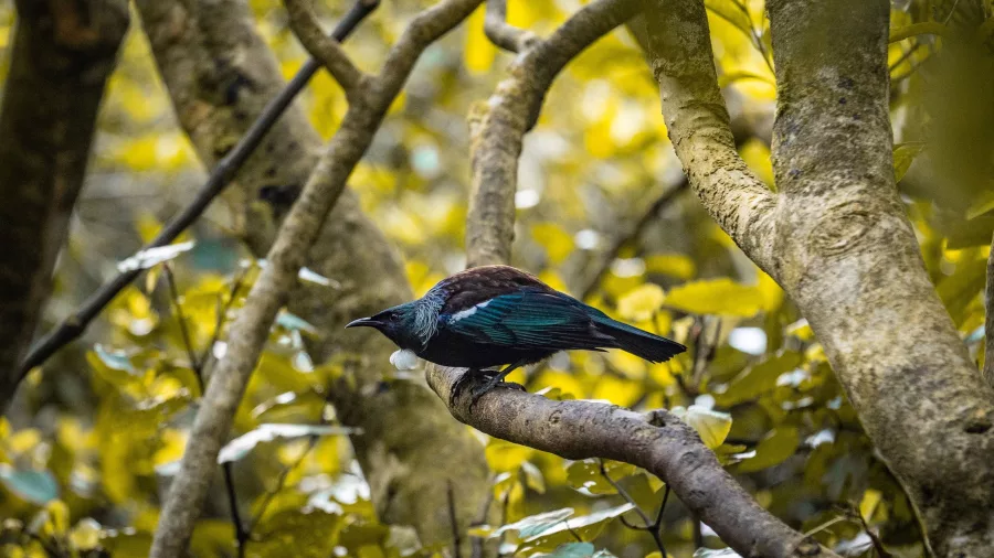 Tūī bird perched on a branch in native forest at Zealandia Eco Sanctuary in Wellington