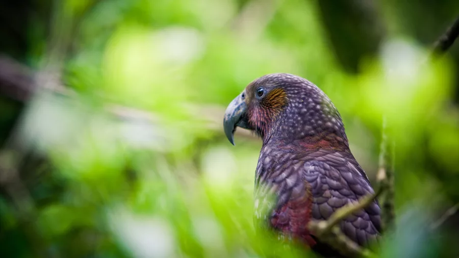 Kākā parrot perched among native bush at Zealandia Eco Sanctuary in Wellington