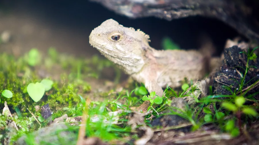 Tuatara resting among foliage at Zealandia Eco Sanctuary in Wellington