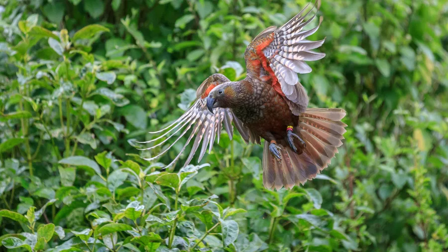 Kākā bird mid-flight above native bush at Zealandia Eco Sanctuary in Wellington