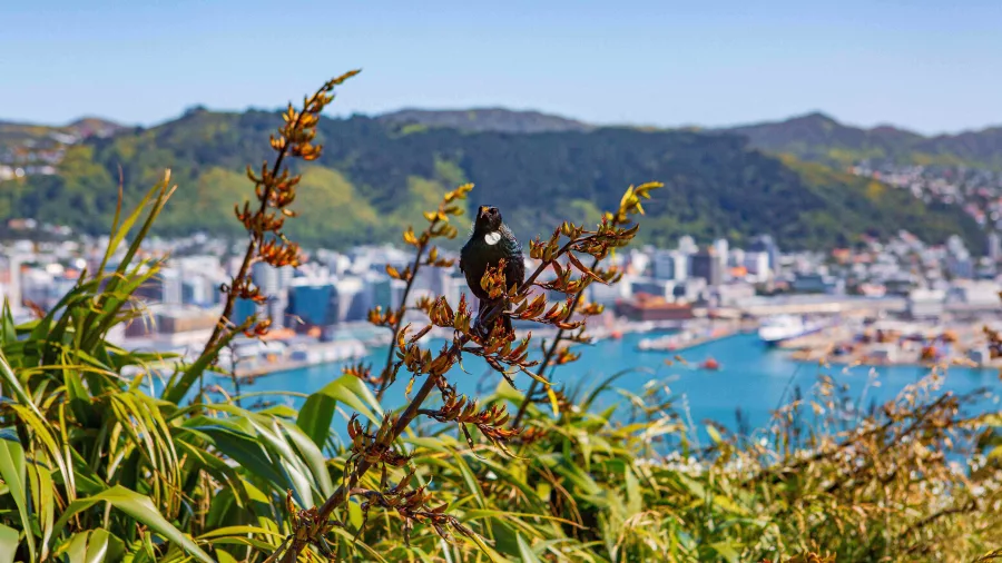 Tūī bird perched on harakeke at Mt Victoria Lookout with Wellington Harbour in the background