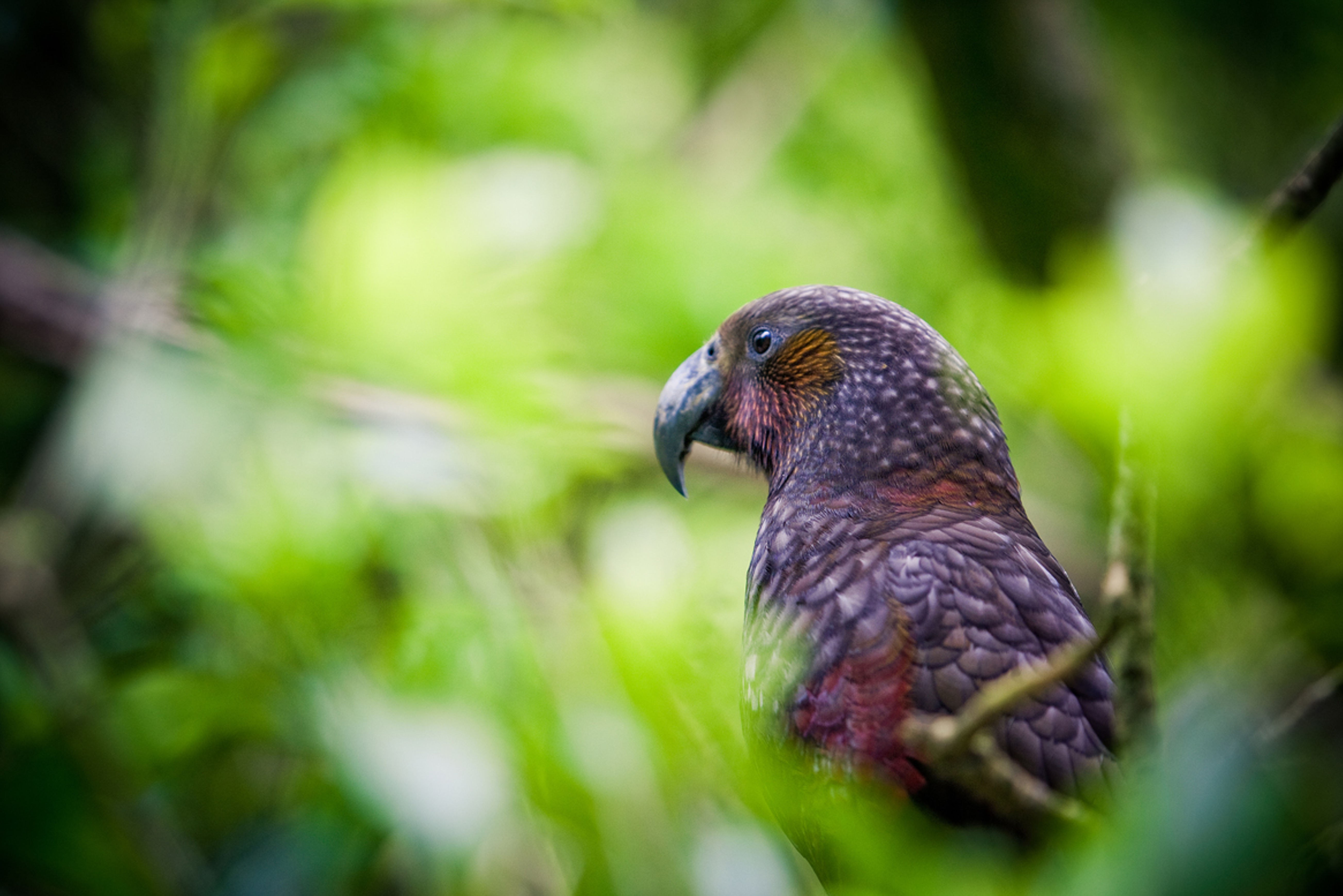 Kaka, a native New Zealand bird, at Zealandia Ecosanctuary in Karori, Wellington: Credit Jeff McEwan - Capture Studios