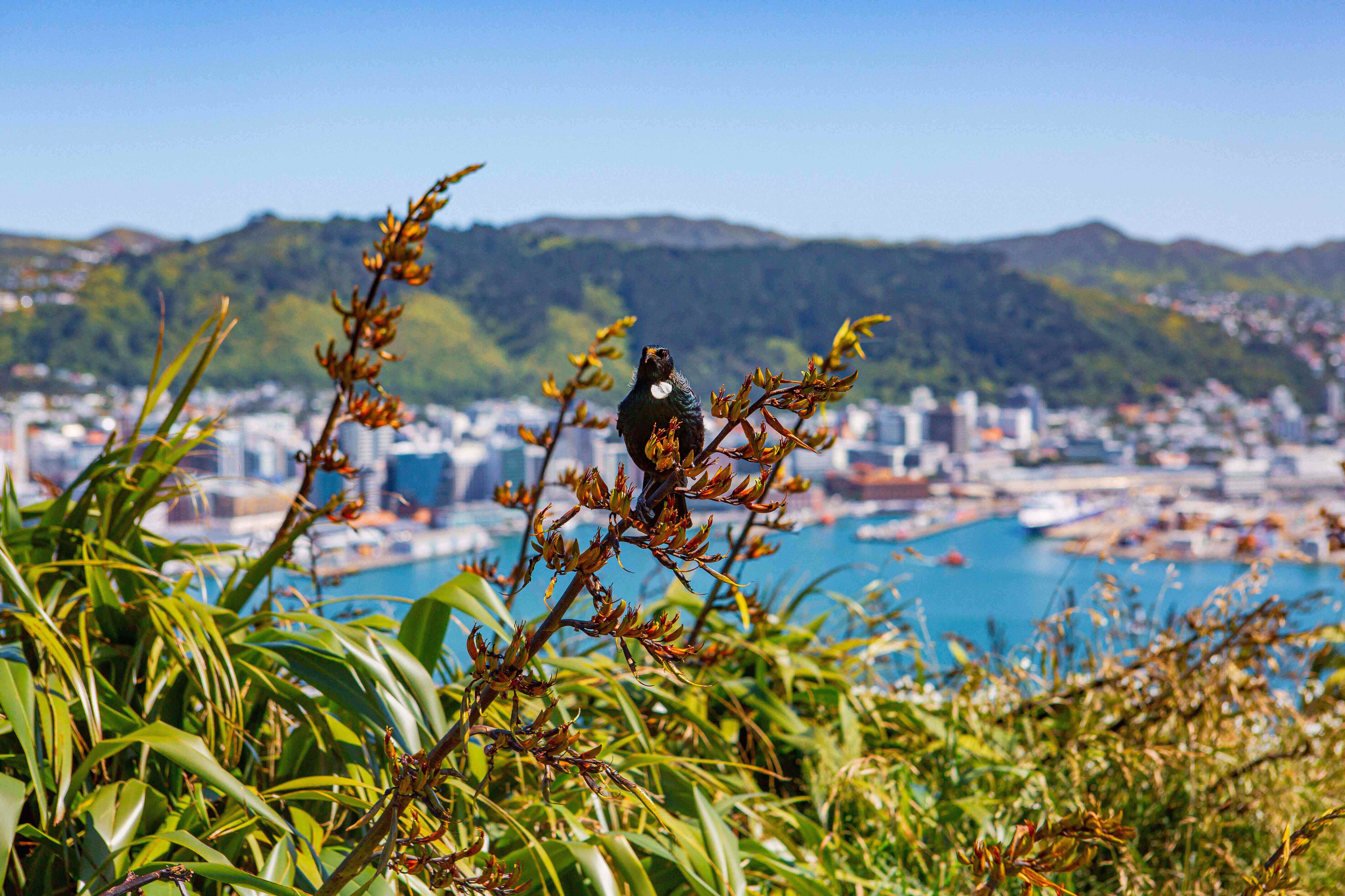 Mt Victoria Lookout with Tui bird: Credit Celeste Fontein