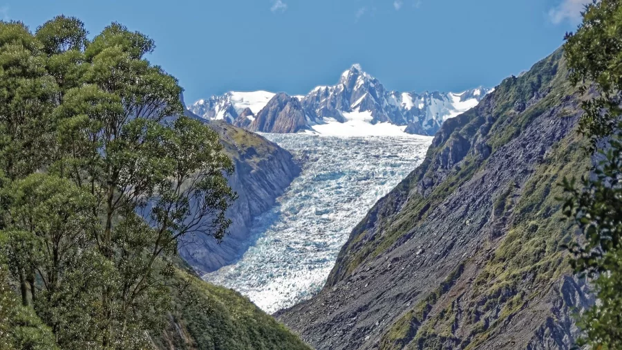 Snowy Fox Glacier flowing between rugged mountain peaks, viewed from the valley floor on a clear day