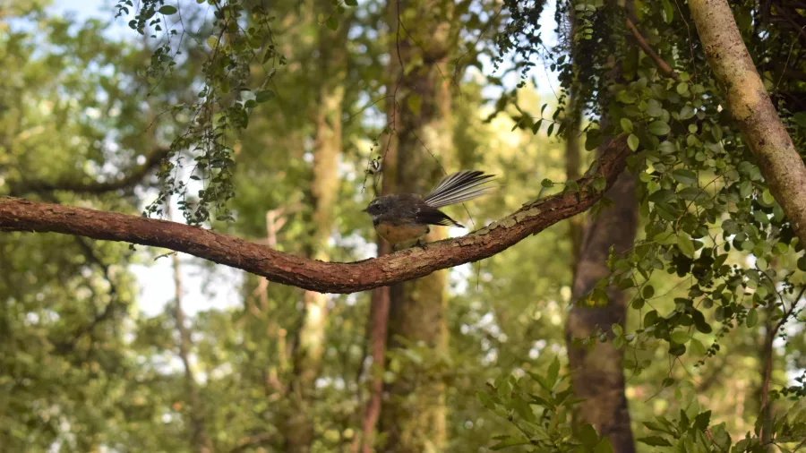 New Zealand fantail bird perched on branch in Franz Josef rainforest