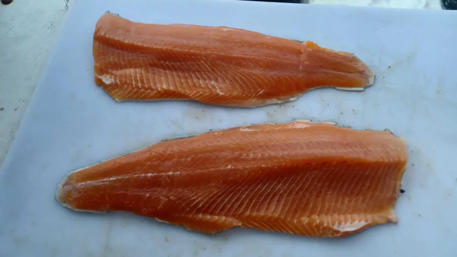 Two trout fillets displayed on a white board aboard a fishing boat on Lake Mapourika