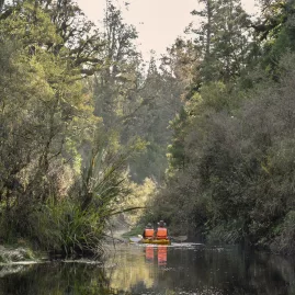 Couple kayaking through a narrow forest creek wearing orange life vests