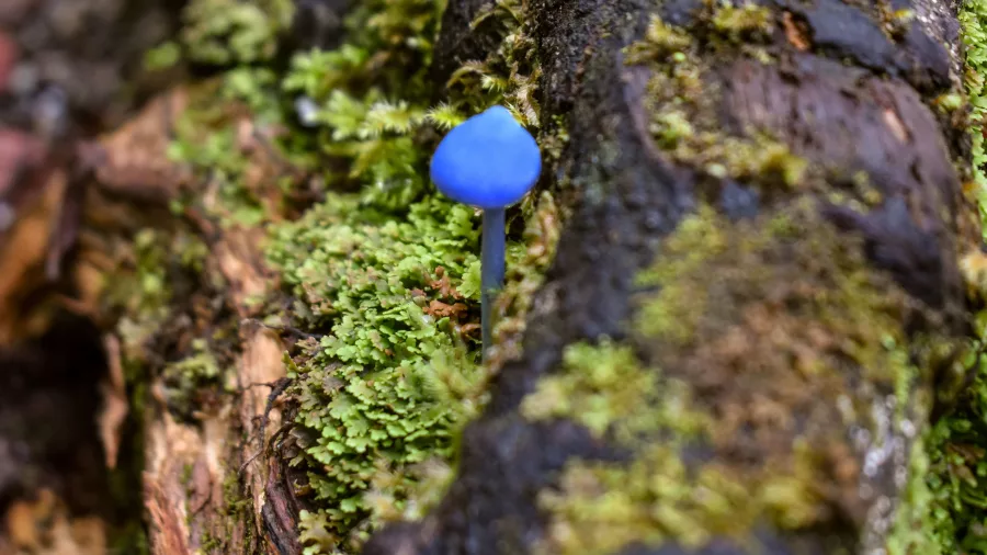 Close-up of a vibrant blue mushroom on mossy forest floor in Franz Josef during Kayak and Walk tour