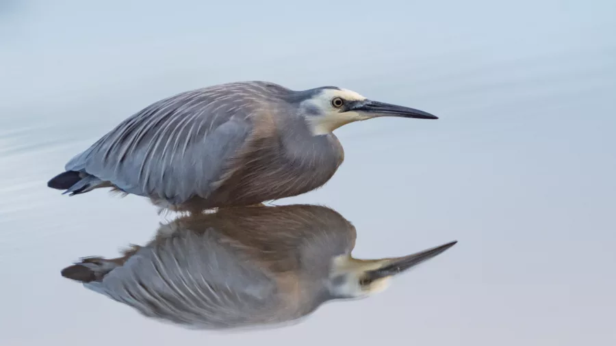 White-faced heron reflected on still lake waters near Franz Josef, New Zealand