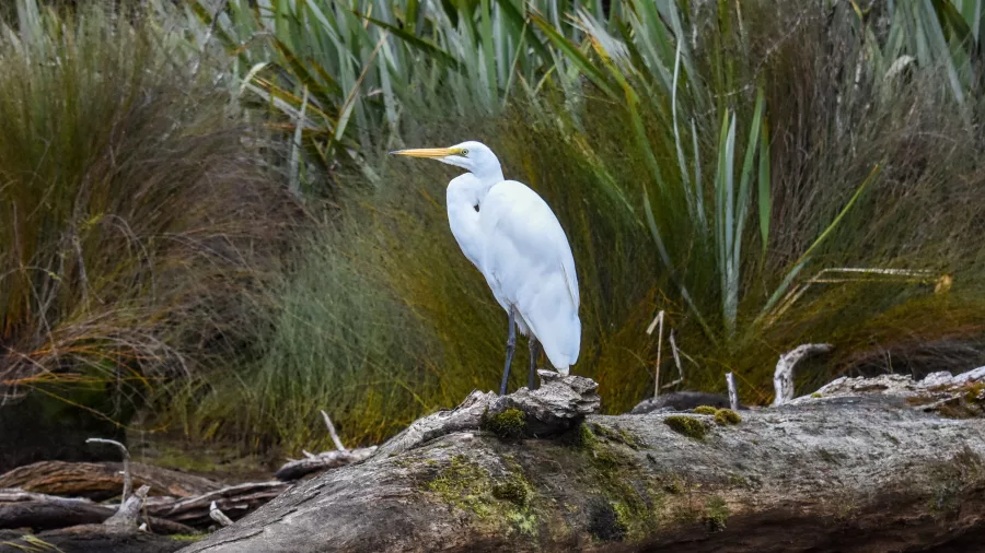 Great white heron standing on a mossy log in Franz Josef, New Zealand
