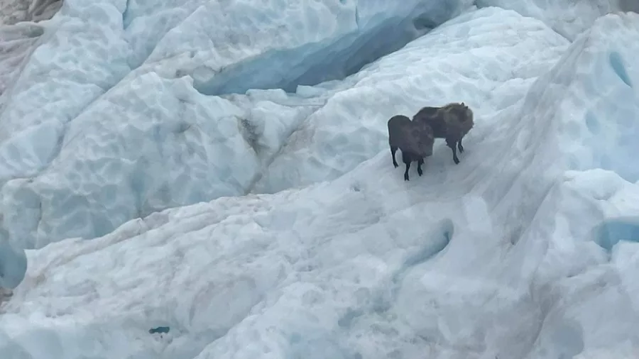 Two wild Himalayan tahr standing on the ice at Franz Josef Glacier near Hokitika