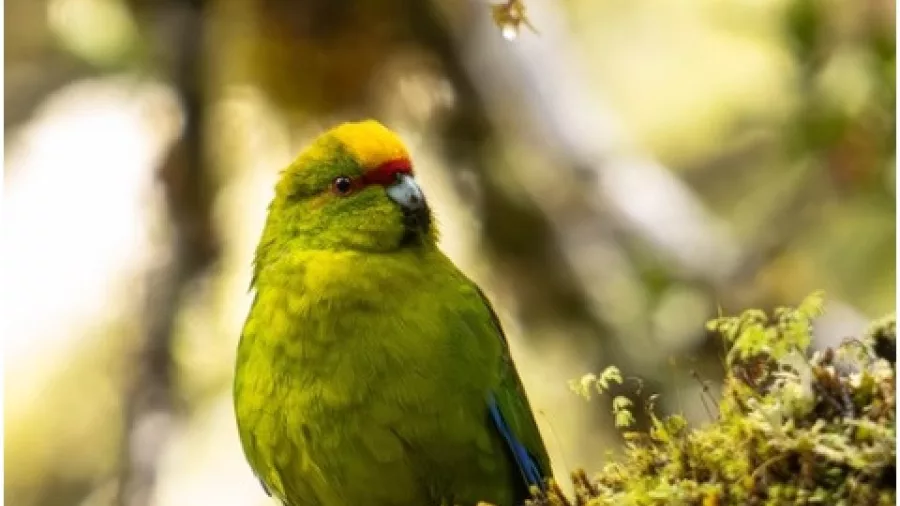 Kākāriki parakeet perched on a mossy tree branch in New Zealand forest