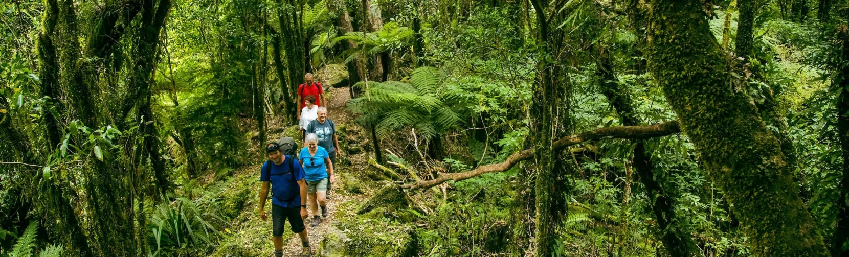 Guided group walking through lush native forest during the Fox Glacier Valley Rainforest Walk