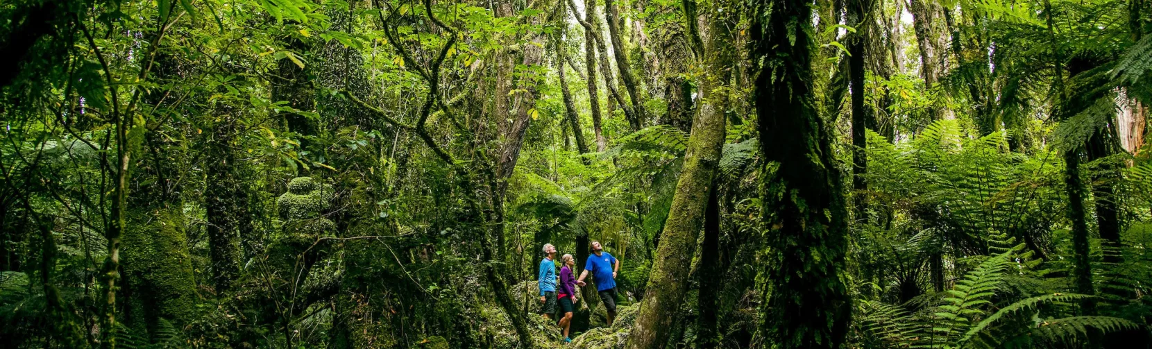 Three people on a guided eco adventure walk surrounded by dense native forest on New Zealand’s West Coast