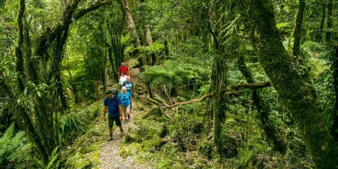 Guided group walking through lush native forest during the Fox Glacier Valley Rainforest Walk
