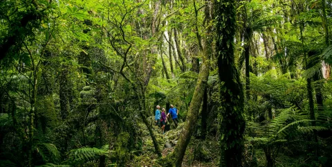Three people on a guided eco adventure walk surrounded by dense native forest on New Zealand’s West Coast