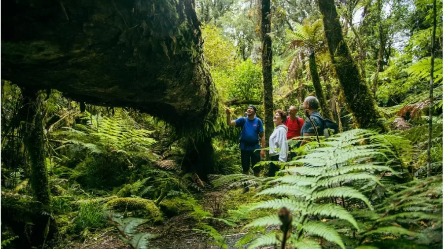 Guide showing a massive fallen tree trunk in the rainforest near Fox Glacier