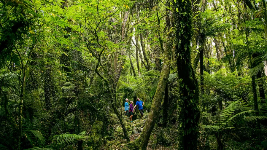 Three people on a guided eco adventure walk surrounded by dense native forest on New Zealand’s West Coast