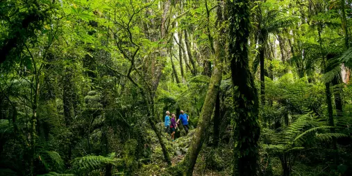 Three people on a guided eco adventure walk surrounded by dense native forest on New Zealand’s West Coast