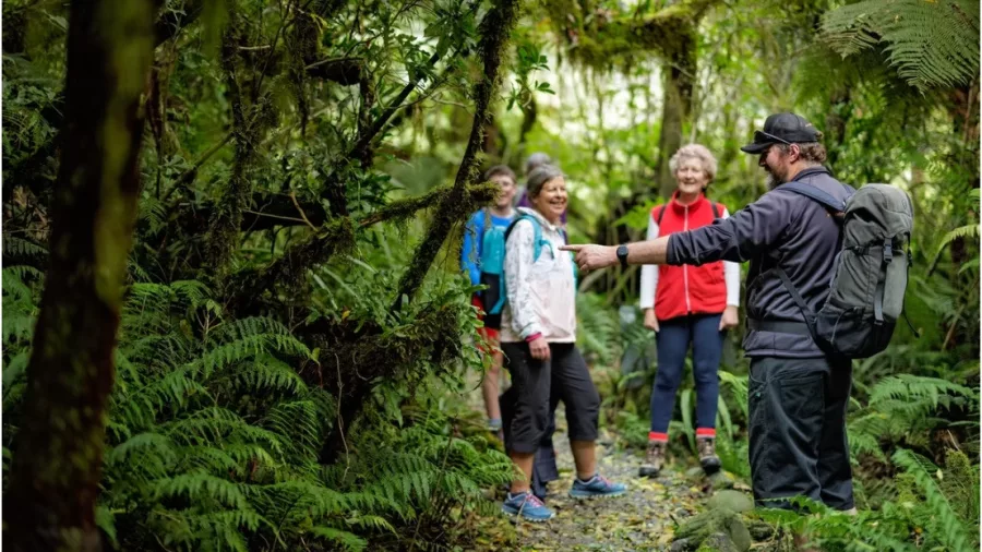 Nature guide leading a small group through lush rainforest on the West Coast of New Zealand