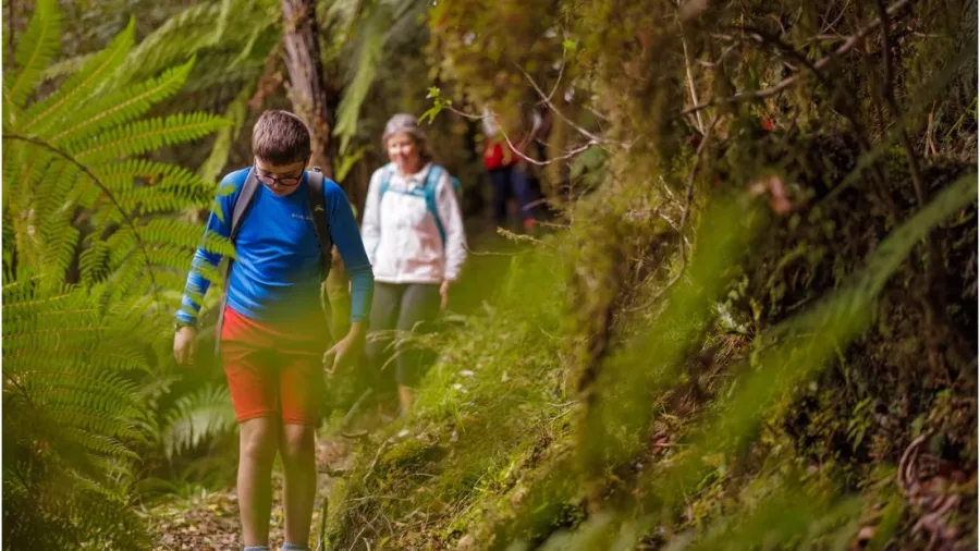 Family walking along a forest trail surrounded by ferns near Franz Josef