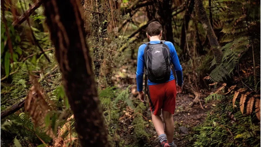 Boy hiking along a forest trail in Franz Josef