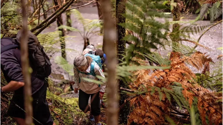 Hikers climbing a forested trail near Franz Josef, surrounded by native bush and ferns on New Zealand’s West Coast