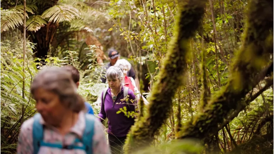 Group following a guide through lush forest trail near Franz Josef