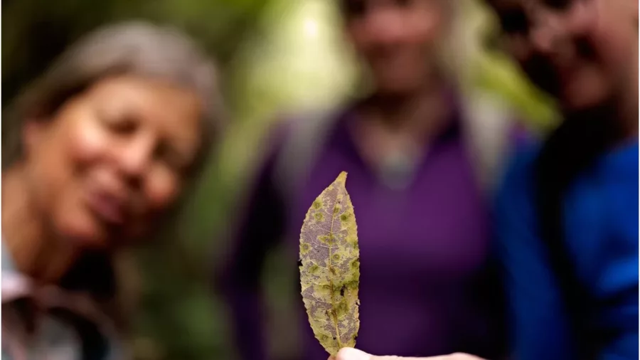 Leaf with fungal spots held during a guided nature tour in Franz Josef rainforest on New Zealand’s West Coast