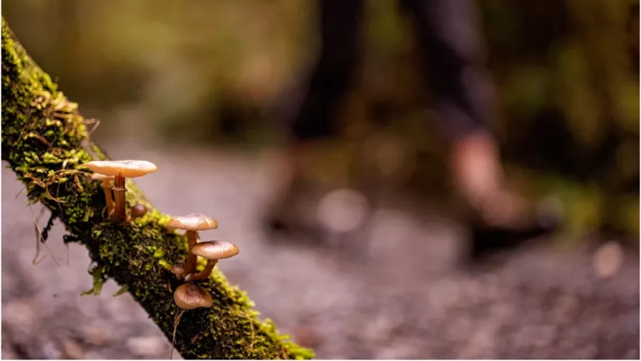 Close-up of small fungi growing on moss-covered branch along Franz Josef rainforest trail