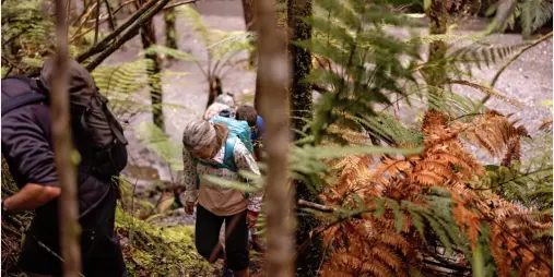 Hikers climbing a forested trail near Franz Josef, surrounded by native bush and ferns on New Zealand’s West Coast