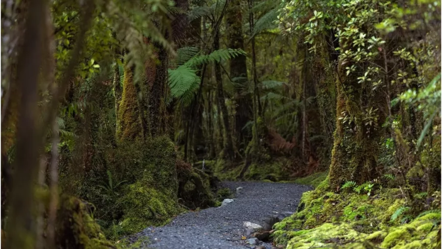 Gravel walking trail through lush green native bush at Lake Matheson