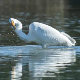 Kotuku (white heron) catching a fish at Okarito Lagoon in New Zealand