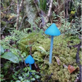 Bright blue Entoloma hochstetteri mushrooms growing on mossy forest floor in Okarito, West Coast New Zealand