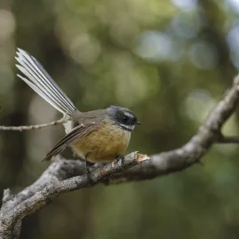 Pīwakawaka (New Zealand Fantail) perched on a branch in West Coast rainforest