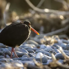 Tōrea pango (Variable Oystercatcher) walking on pebbled shore in Ōkārito, New Zealand