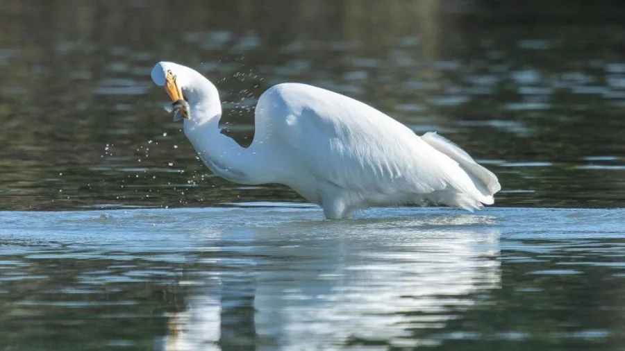 Kotuku (white heron) catching a fish at Okarito Lagoon in New Zealand