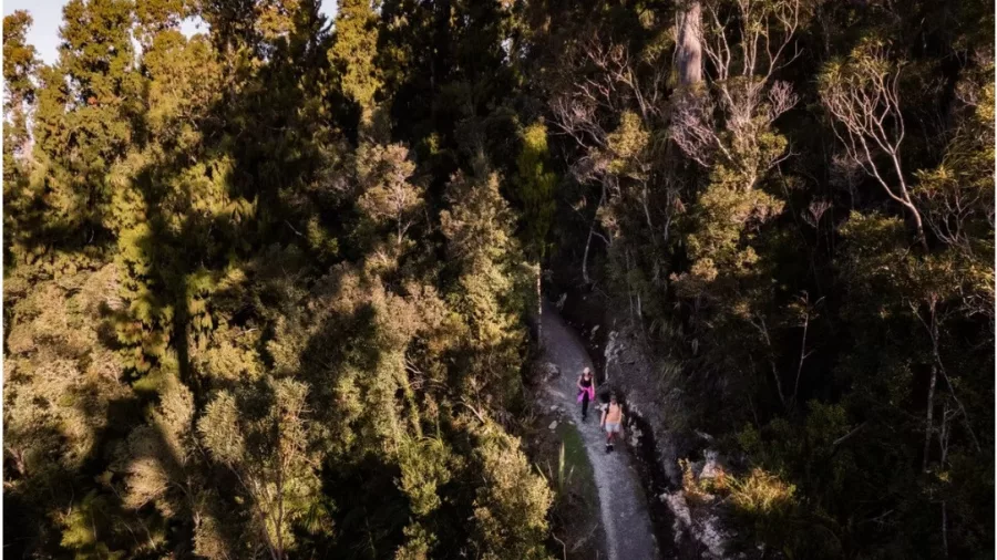 Two walkers on a forest trail in Okarito surrounded by native New Zealand rainforest