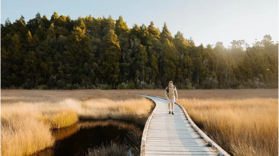 Hiker walking along the Okarito boardwalk trail on New Zealand’s West Coast