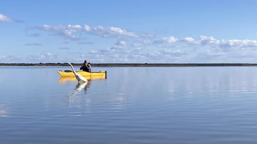 White heron standing in shallow water near a yellow kayak on Ōkārito Lagoon