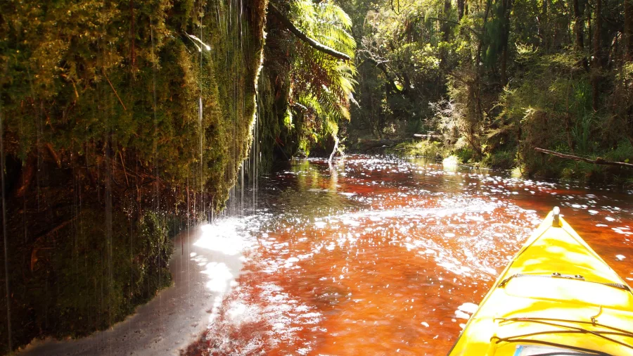 View from a yellow kayak paddling through a rainforest stream with moss-covered cliffs and gentle waterfall in Ōkārito, West Coast New Zealand