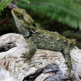 Tuatara resting on a pale log with green ferns in the background at West Coast Wildlife Centre.