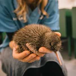 A conservation staff member holding a kiwi chick at the West Coast Wildlife Centre in Franz Josef.