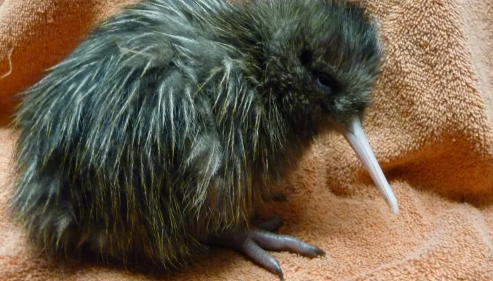 Five-day-old kiwi chick resting on a towel at the West Coast Wildlife Centre in Franz Josef.