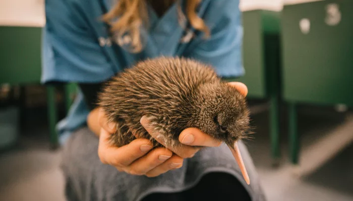 A conservation staff member holding a kiwi chick at the West Coast Wildlife Centre in Franz Josef.