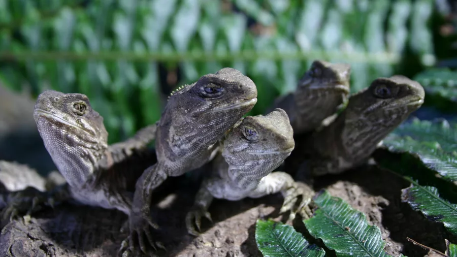 Five tuatara resting on a log surrounded by fern leaves at West Coast Wildlife Centre.