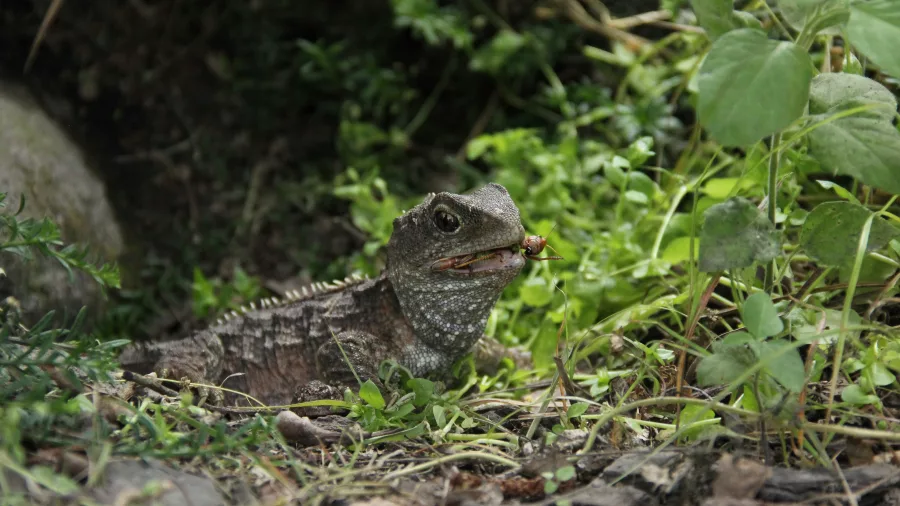 Tuatara eating an insect among leaves and branches at West Coast Wildlife Centre.