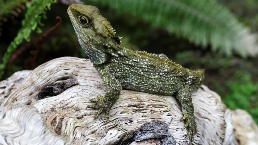 Tuatara resting on a pale log with green ferns in the background at West Coast Wildlife Centre.