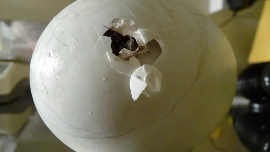 Close-up of a kiwi chick breaking through its eggshell at West Coast Wildlife Centre.