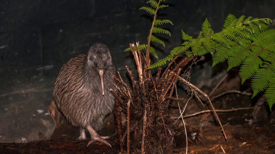 Kiwi bird in a nocturnal house at the West Coast Wildlife Centre in Franz Josef.
